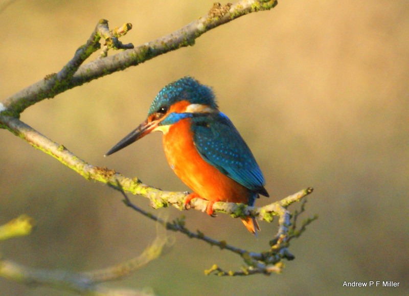 Kingfisher