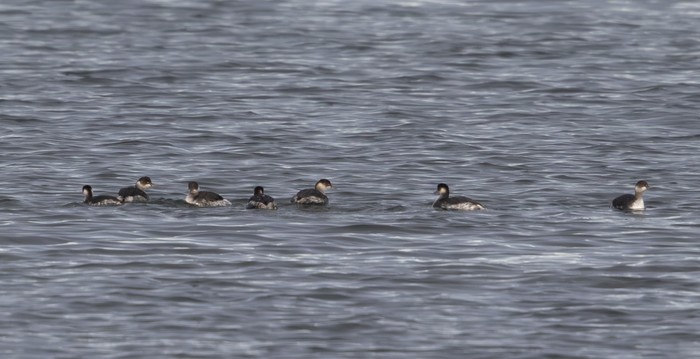 Black-necked Grebe