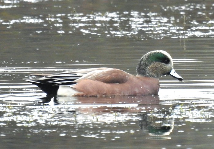 American Wigeon 