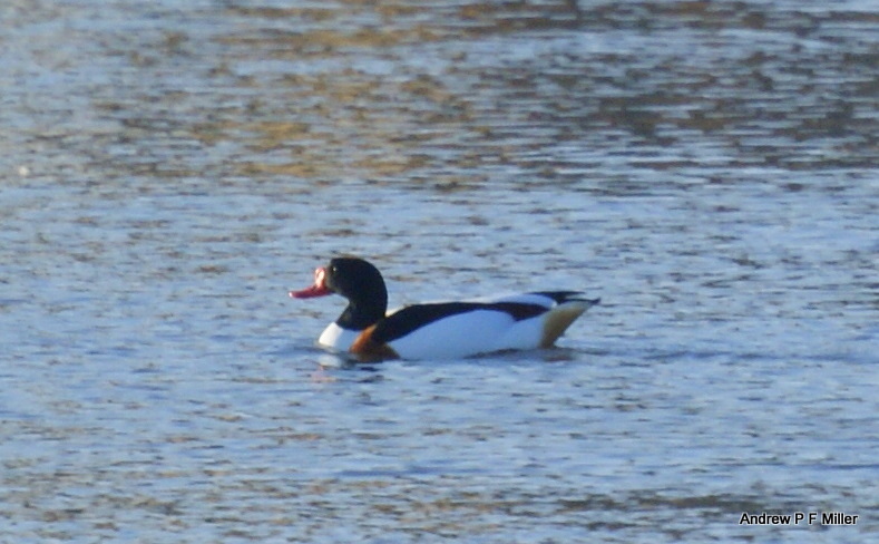 Shelduck