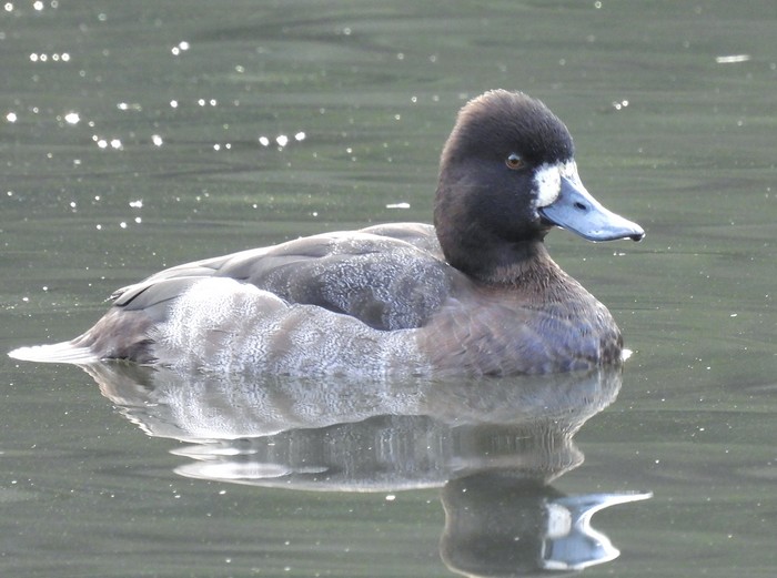 Lesser Scaup