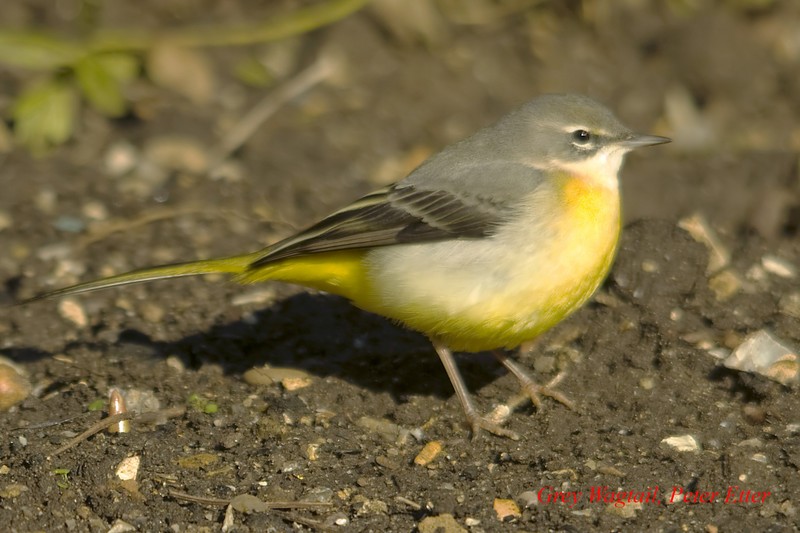Grey Wagtail