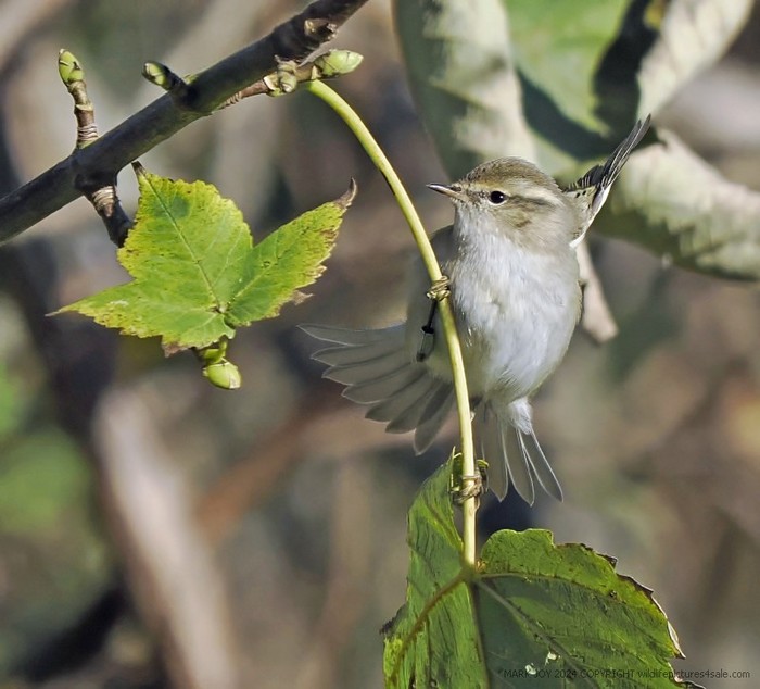 Hume's Warbler
