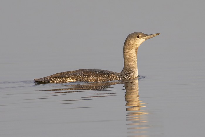 Red-throated Diver