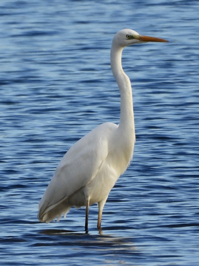 Great White Egret