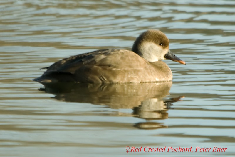 Red-crested Pochard