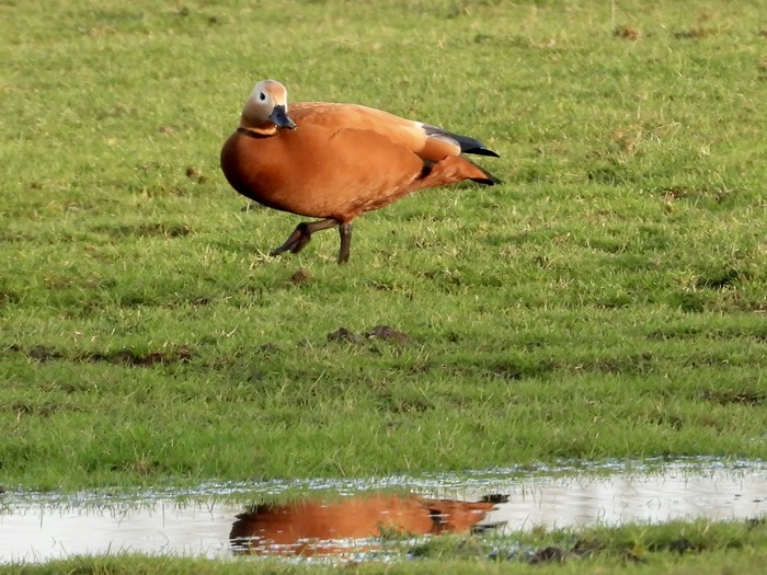 Ruddy Shelduck