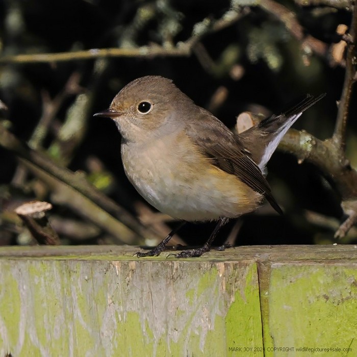 Red-breasted Flycatcher