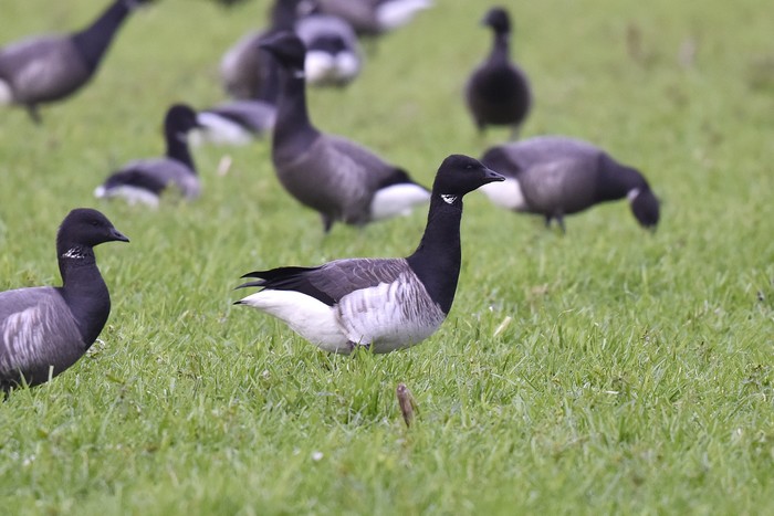 Pale-bellied Brent Goose