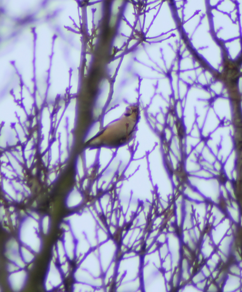 Hawfinch