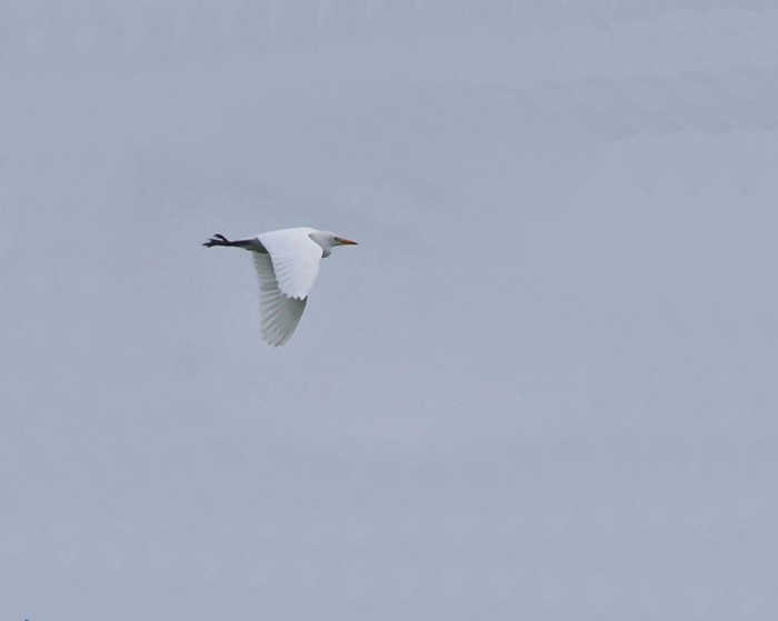 Cattle Egret