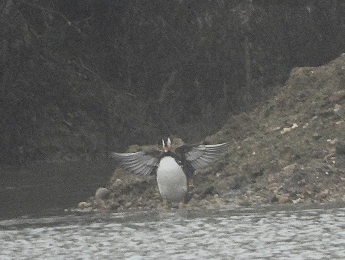Mandarin Duck