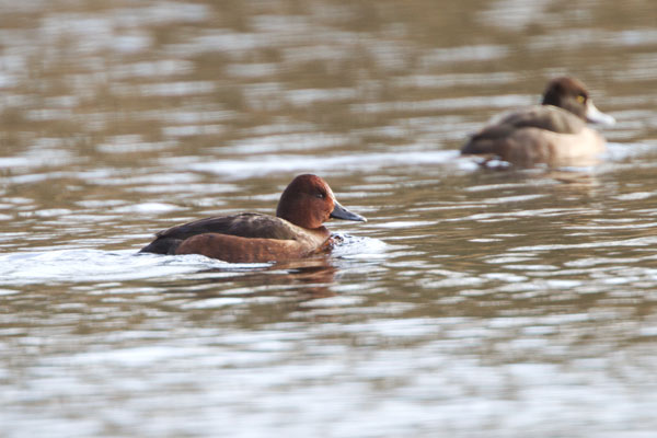 Ferruginous Duck