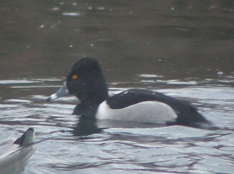 Ring-necked Duck