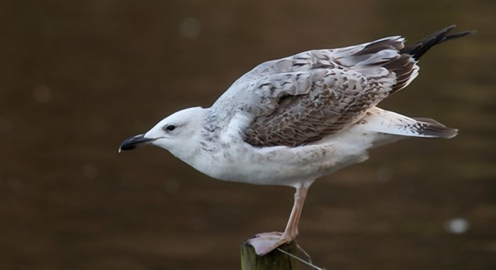 Caspian Gull