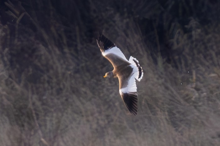 Grey-headed Lapwing