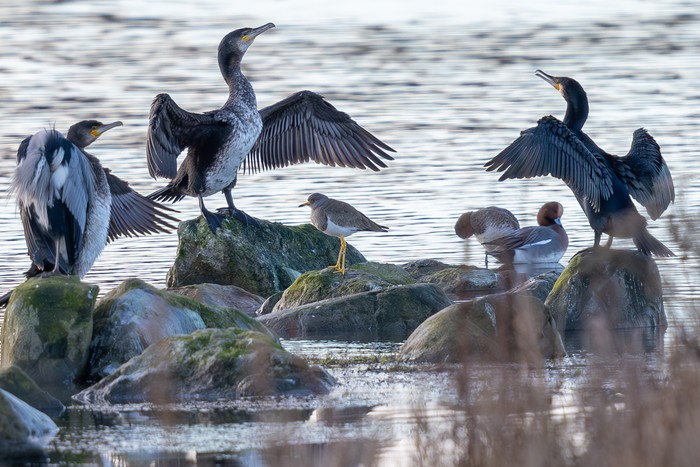 Grey-headed Lapwing
