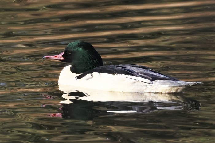 Goosander