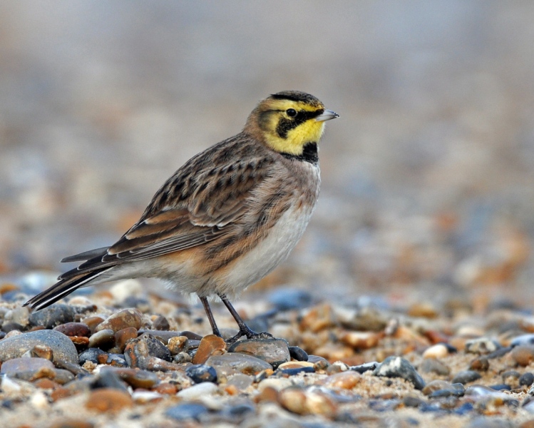 Shorelark