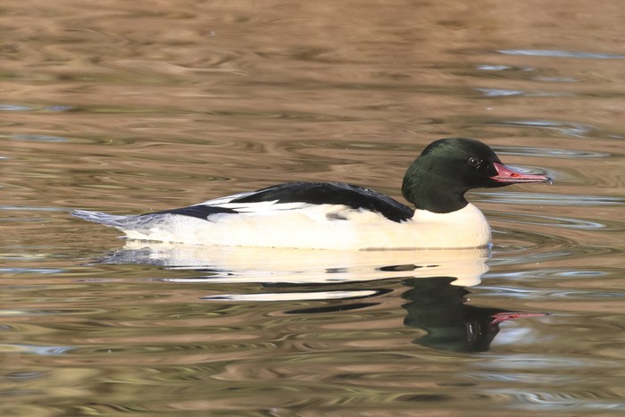 Goosander