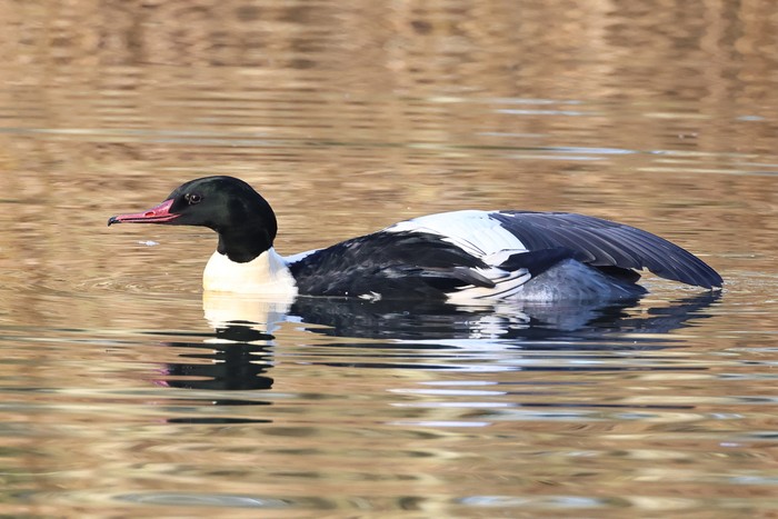 Goosander