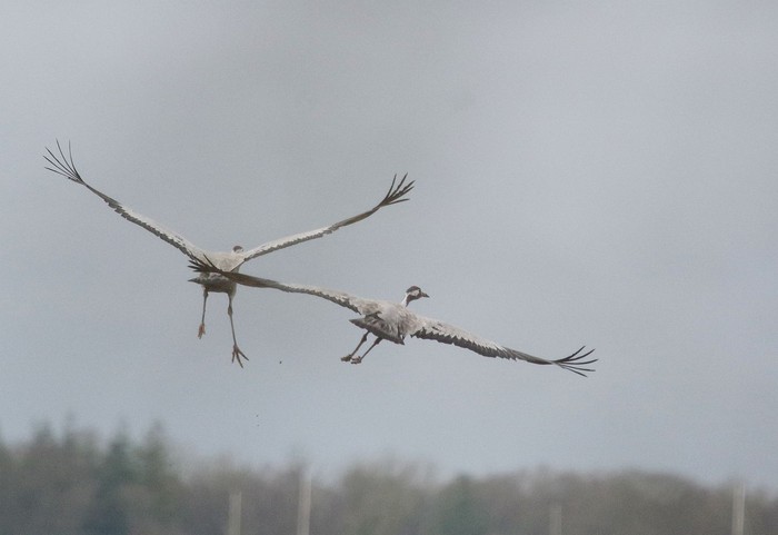 Common Crane
