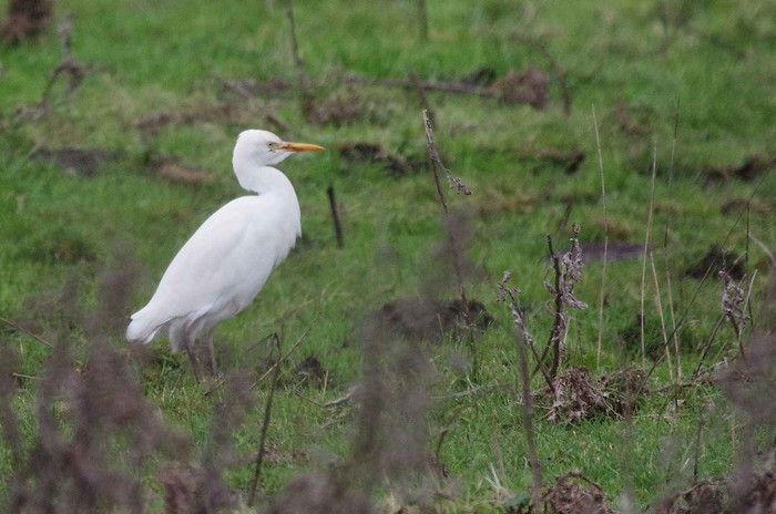 Cattle Egret