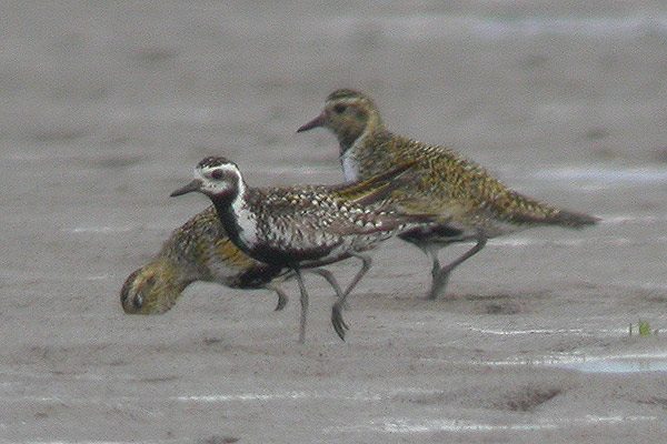 Pacific Golden Plover