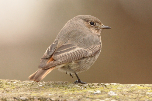 Black Redstart