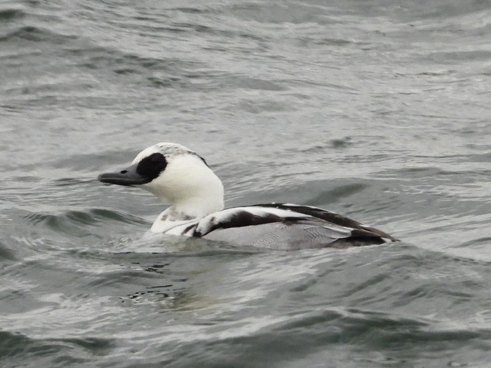 Smew