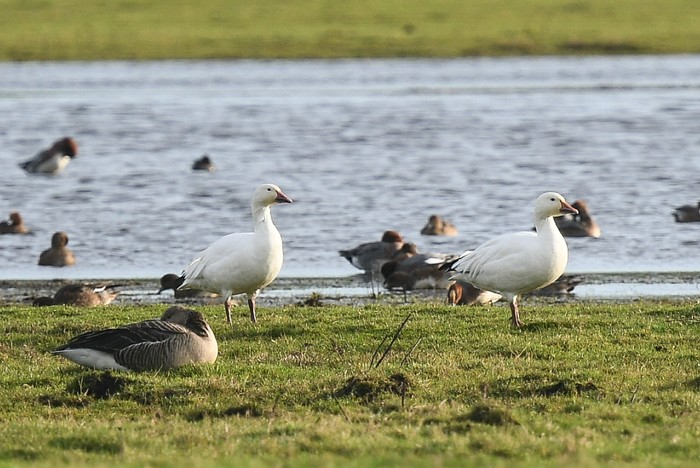 Snow Goose