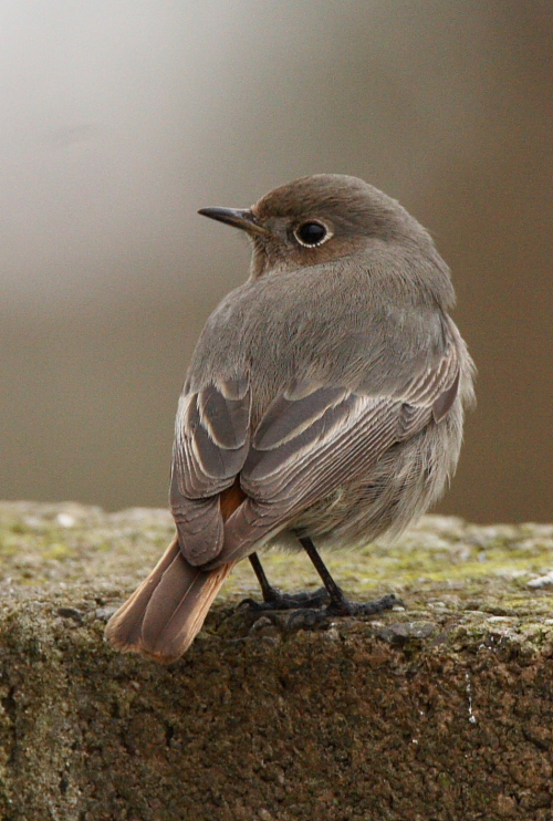 Black Redstart