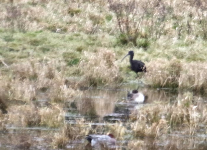 Glossy Ibis