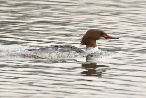 Goosander