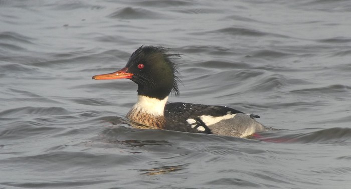 Red-breasted Merganser