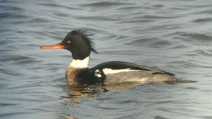 Red-breasted Merganser