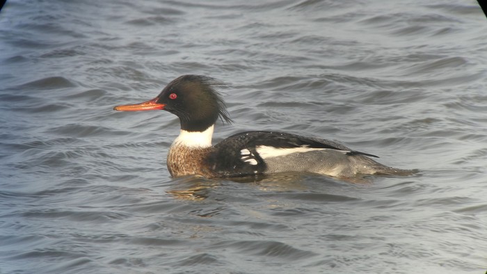 Red-breasted Merganser