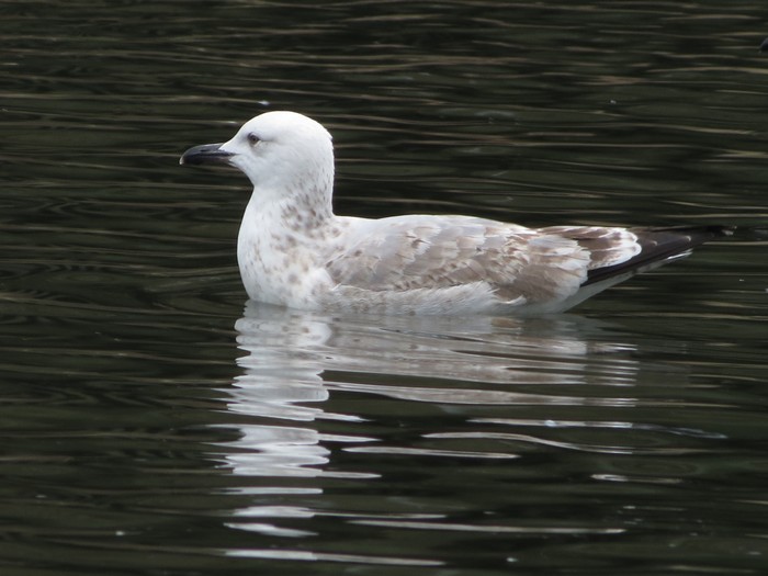 Caspian Gull