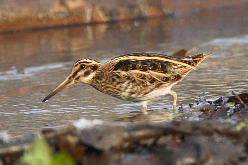 Jack Snipe