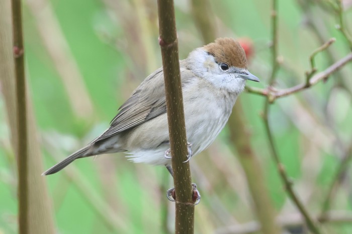 Blackcap