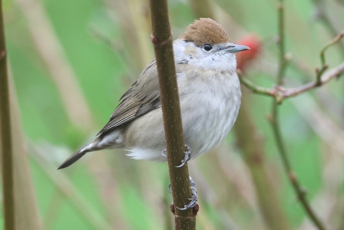 Blackcap