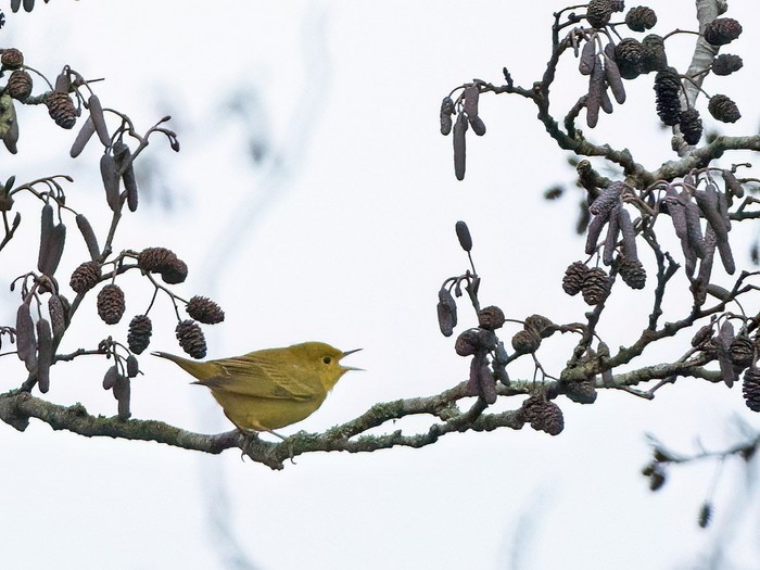 Yellow Warbler