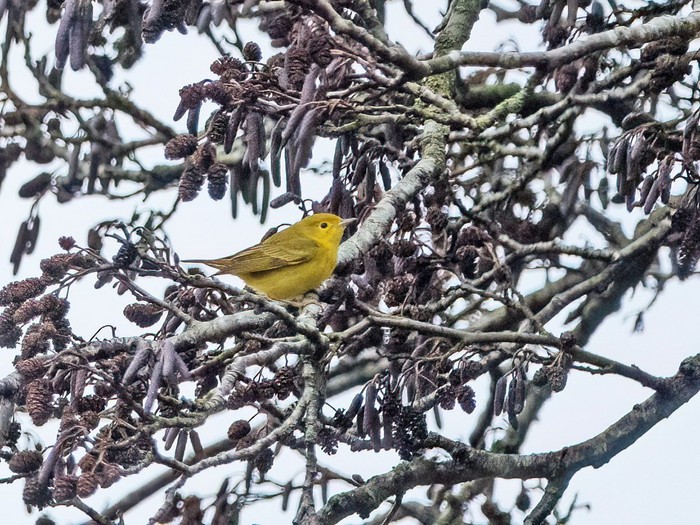 Yellow Warbler