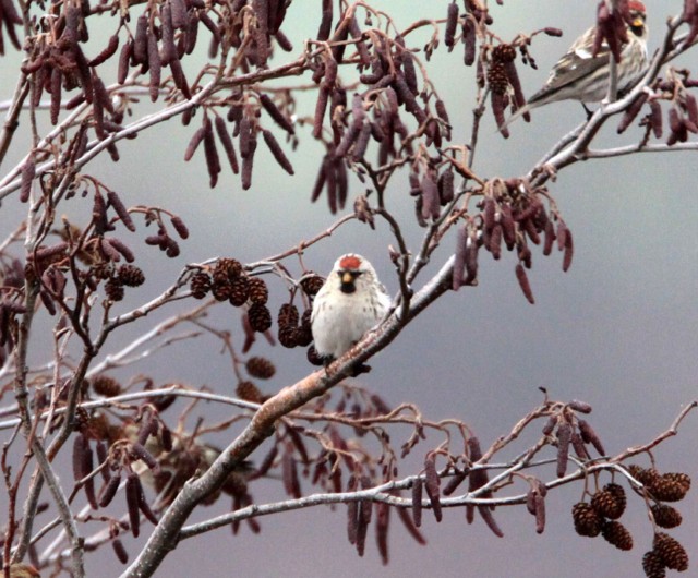 Coues's Arctic Redpoll
