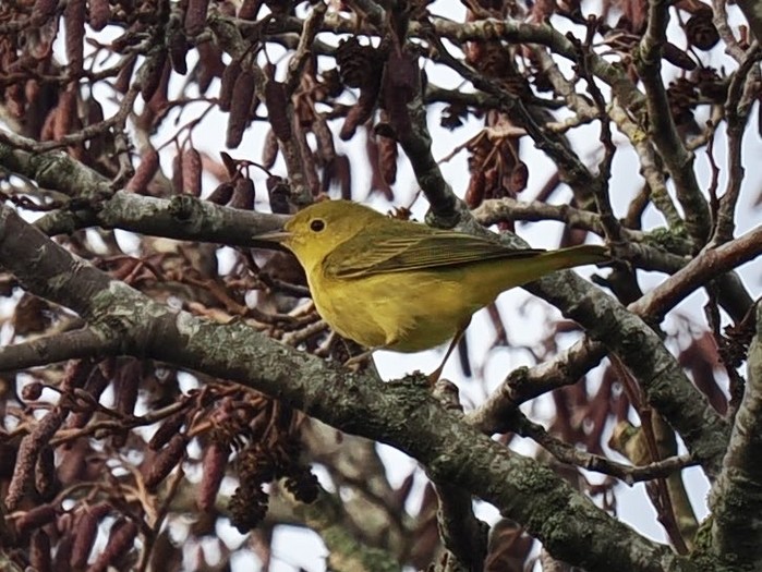 Yellow Warbler
