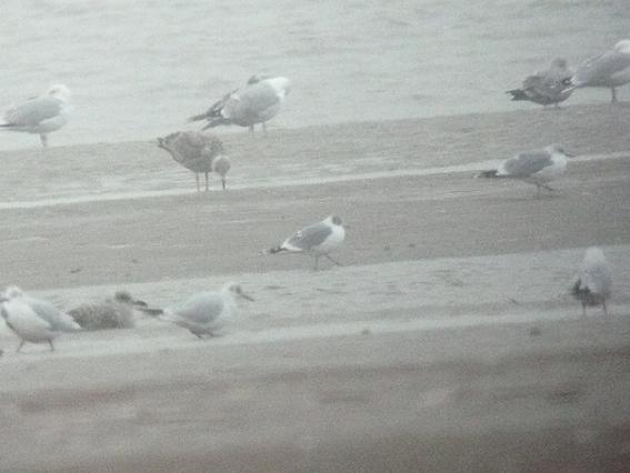 Franklin's Gull