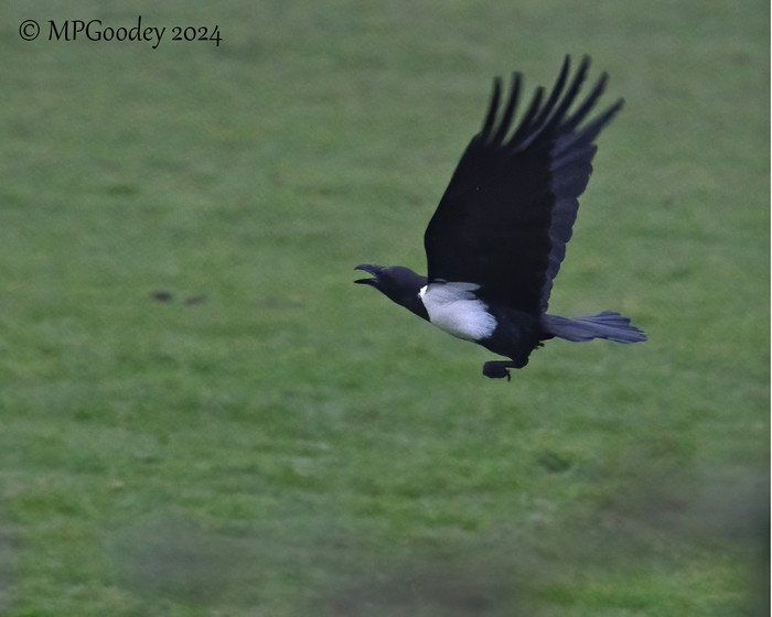 Pied Crow