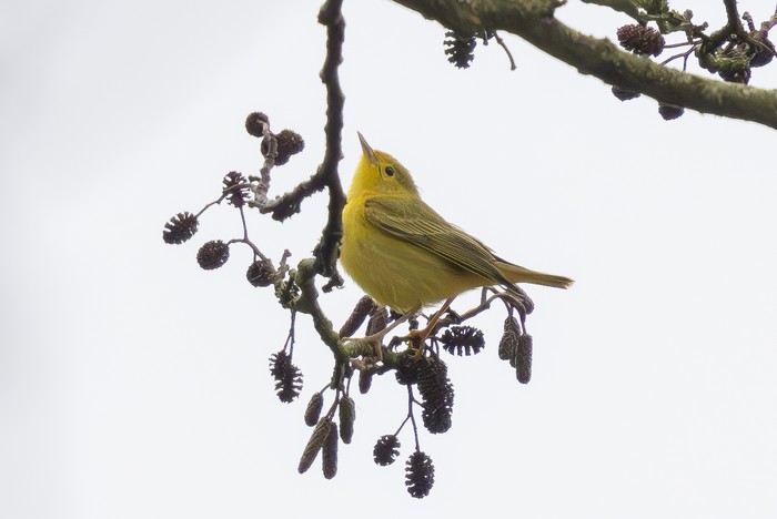 Yellow Warbler