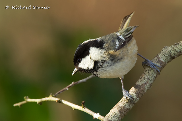 Coal Tit