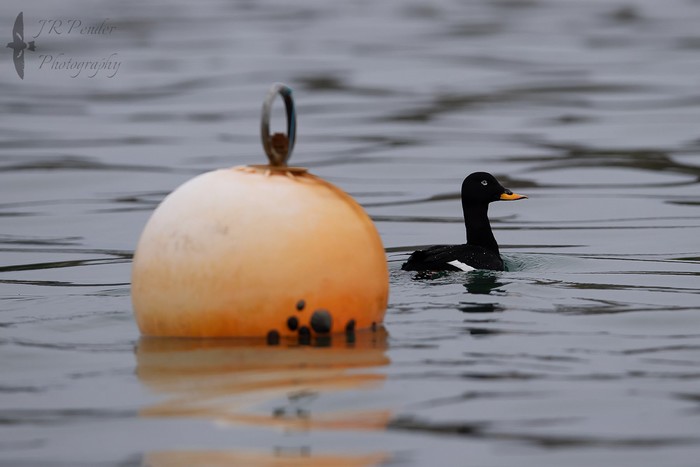 Velvet Scoter